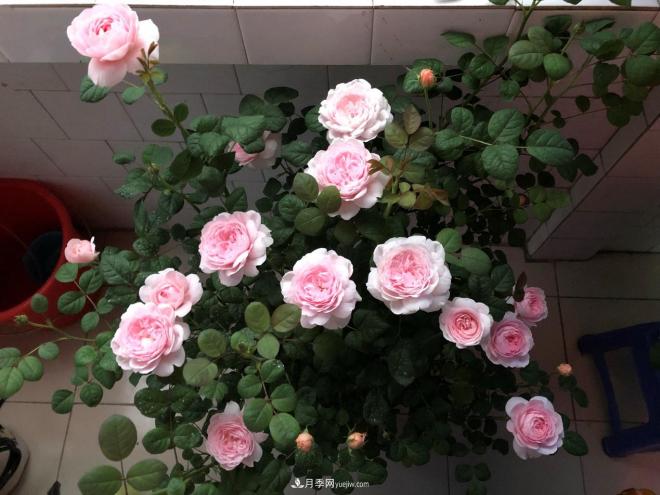 瑞典女王，這個(gè)月季王后用盆養(yǎng)殖注意5點(diǎn)，開花壯觀又霸氣(圖3)