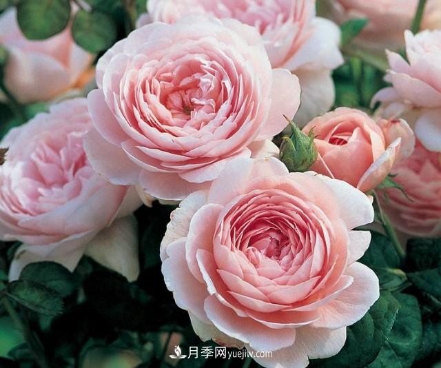 瑞典女王，這個(gè)月季王后用盆養(yǎng)殖注意5點(diǎn)，開花壯觀又霸氣(圖1)