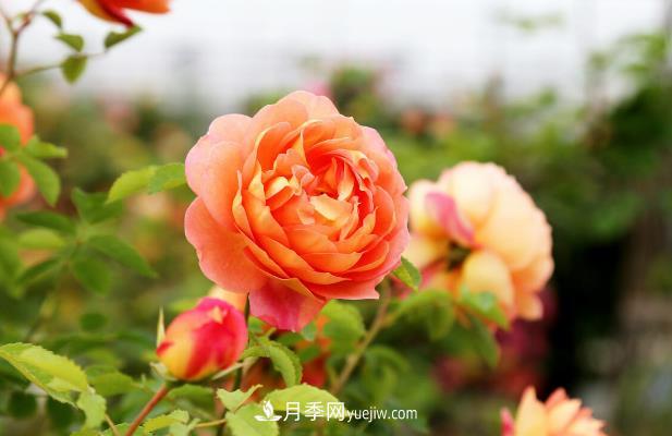 月季花的秋季養(yǎng)護(hù)注意事項(xiàng)(圖1)