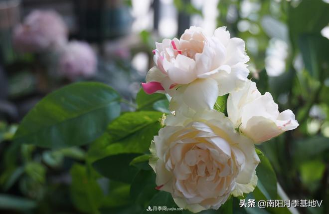 這8種月季，光聽(tīng)名字就想一口吃掉，真的秀色可餐(圖2)
