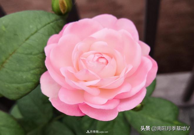 這8種月季，光聽(tīng)名字就想一口吃掉，真的秀色可餐(圖1)