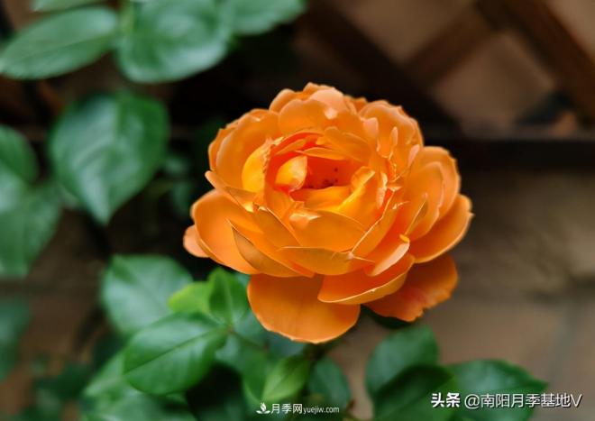 這8種月季，光聽(tīng)名字就想一口吃掉，真的秀色可餐(圖6)