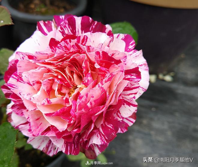這8種月季，光聽(tīng)名字就想一口吃掉，真的秀色可餐(圖5)
