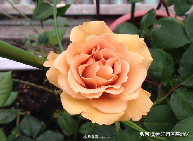 這8種月季，光聽(tīng)名字就想一口吃掉，真的秀色可餐(圖8)