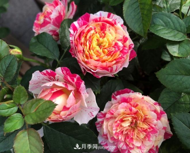 十一月養(yǎng)護月季，分享三個小動作”，月季蹭蹭冒新芽(圖3)