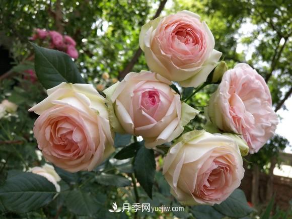 十一月養(yǎng)護月季，分享三個小動作”，月季蹭蹭冒新芽(圖1)