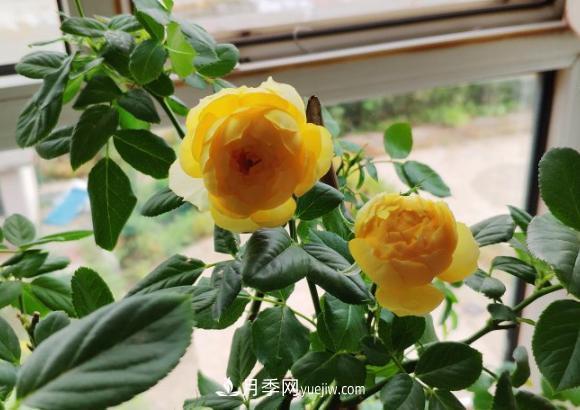 十一月養(yǎng)護月季，分享三個小動作”，月季蹭蹭冒新芽(圖2)