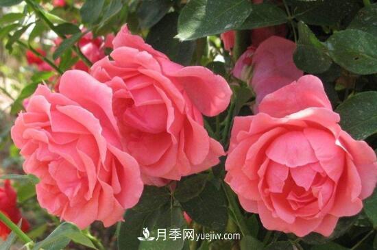 月季花有哪些顏色？月季花的養(yǎng)殖方法？(圖1)