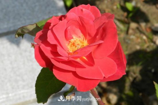 月季花有哪些顏色？月季花的養(yǎng)殖方法？(圖3)