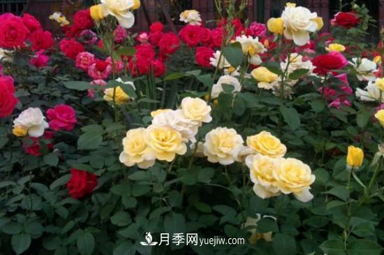 月季花有哪些顏色？月季花的養(yǎng)殖方法？(圖2)