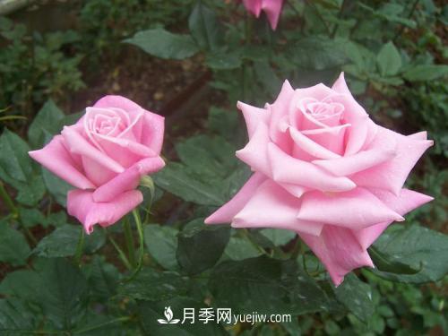 十大***經(jīng)典月季花，開花***勤(圖2)