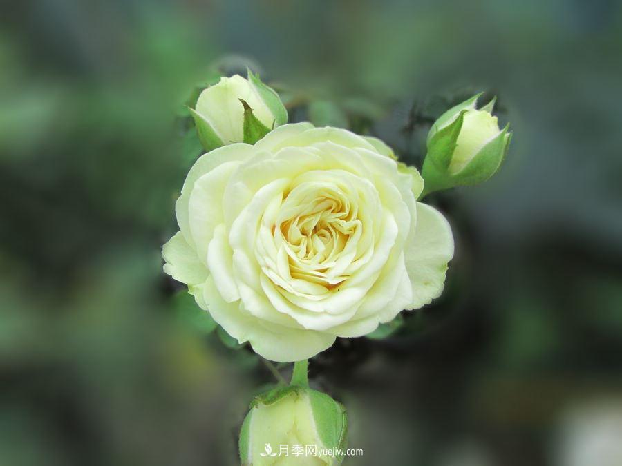 十大***經(jīng)典月季花，開花***勤(圖1)