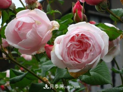 十大***經(jīng)典月季花，開花***勤(圖3)