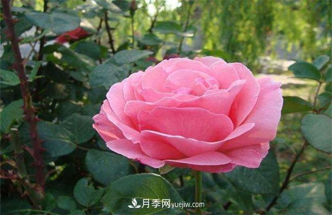 月季有毒嗎，怎么養(yǎng)殖？(圖1)