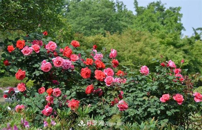 月季花什么時(shí)候開花？月季花的功效作用(圖1)