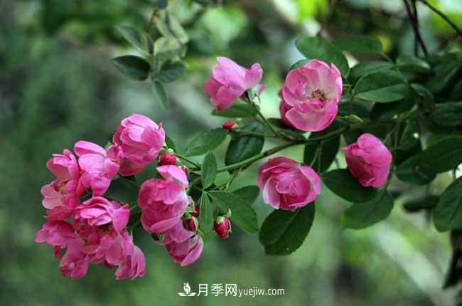 薔薇花和月季花的區(qū)別？月季花期有多長(zhǎng)？(圖1)