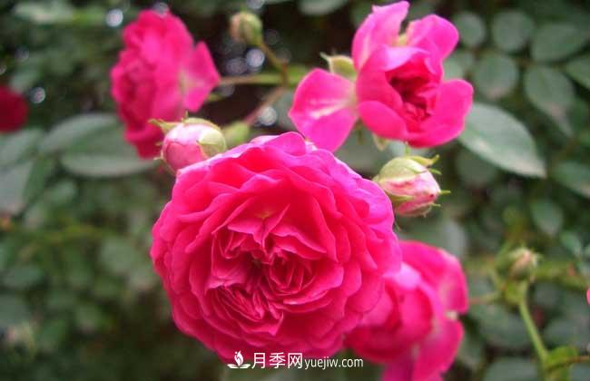 薔薇花和月季花的區(qū)別？月季花期有多長(zhǎng)？(圖2)