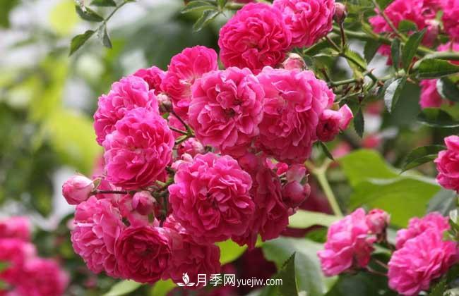 薔薇花和月季花的區(qū)別？月季花期有多長(zhǎng)？(圖3)