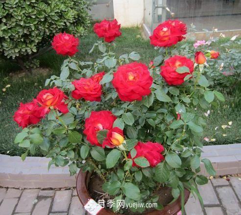盆栽月季花的養(yǎng)殖方法是什么，有哪些注意事項(圖1)