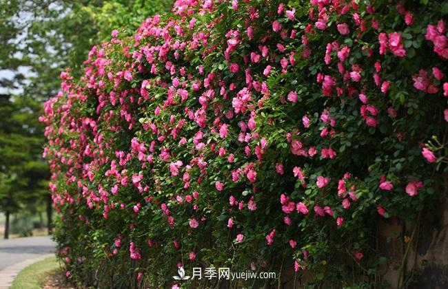藤本月季生長(zhǎng)比較快，該如何修剪？(圖3)