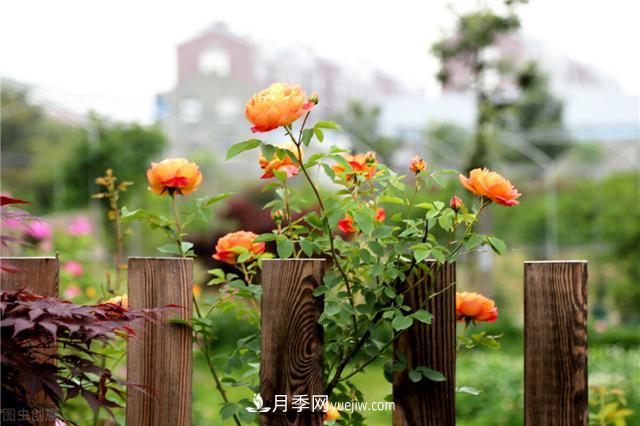 月季好養(yǎng)嗎？有哪些養(yǎng)殖注意事項(xiàng)？(圖1)