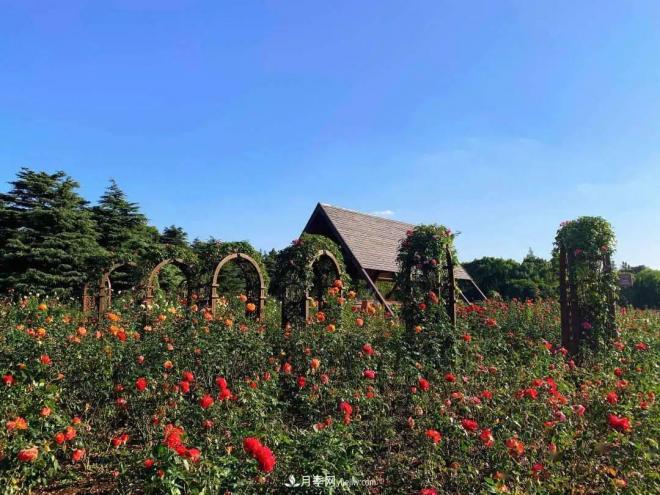 秋日暖陽(yáng)花盛開(kāi)，來(lái)上海濱江森林公園看金秋***美月季花(圖2)