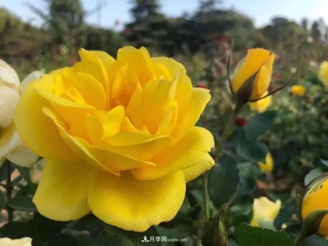 秋日暖陽(yáng)花盛開(kāi)，來(lái)上海濱江森林公園看金秋***美月季花(圖4)