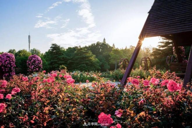 秋日暖陽(yáng)花盛開(kāi)，來(lái)上海濱江森林公園看金秋***美月季花(圖3)