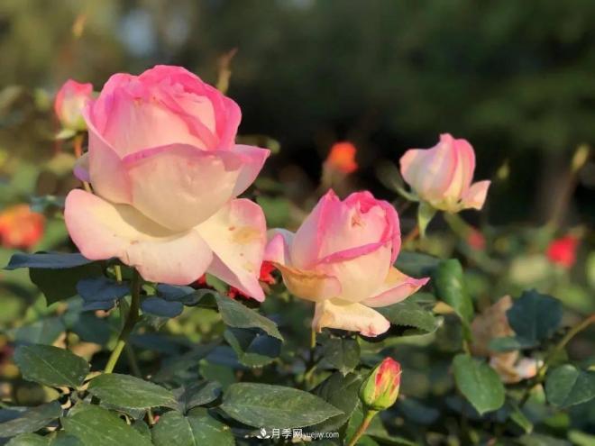 秋日暖陽(yáng)花盛開(kāi)，來(lái)上海濱江森林公園看金秋***美月季花(圖6)