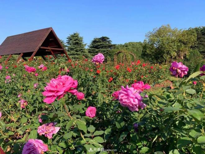 秋日暖陽(yáng)花盛開(kāi)，來(lái)上海濱江森林公園看金秋***美月季花(圖5)
