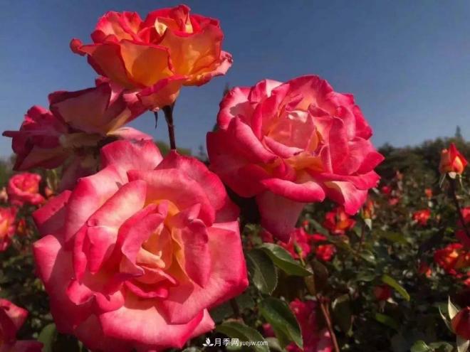秋日暖陽(yáng)花盛開(kāi)，來(lái)上海濱江森林公園看金秋***美月季花(圖9)