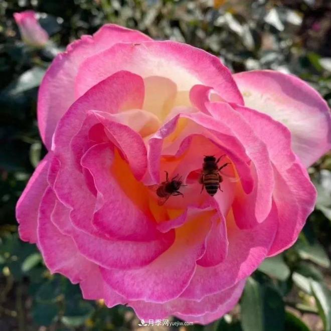 秋日暖陽(yáng)花盛開(kāi)，來(lái)上海濱江森林公園看金秋***美月季花(圖8)