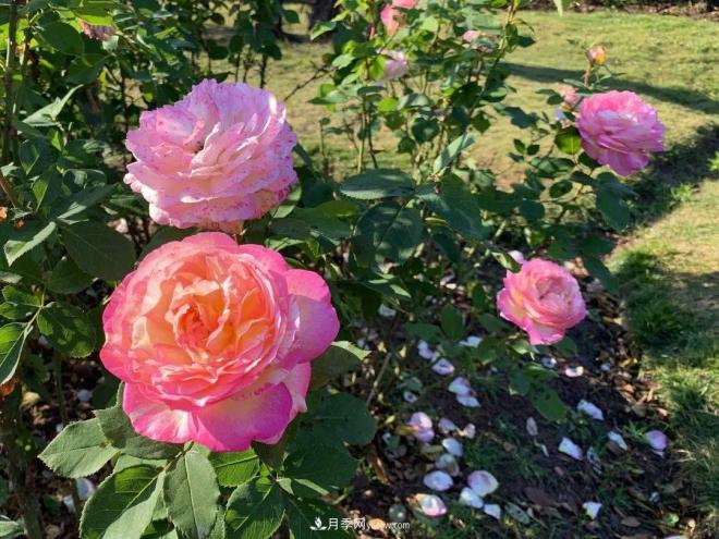 秋日暖陽(yáng)花盛開(kāi)，來(lái)上海濱江森林公園看金秋***美月季花(圖10)