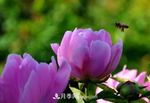 芍藥、牡丹、月季的區(qū)別？科學修剪辦法(圖2)