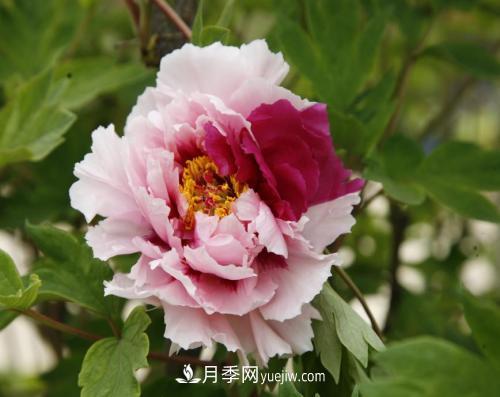 芍藥、牡丹、月季的區(qū)別？科學修剪辦法(圖1)