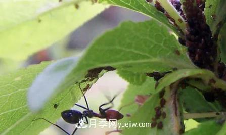 月季上的蚜蟲真煩人，有效治療辦法是什么(圖3)