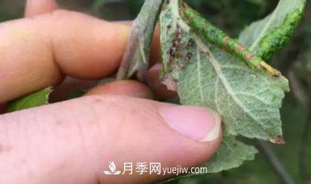 月季上的蚜蟲真煩人，有效治療辦法是什么(圖4)
