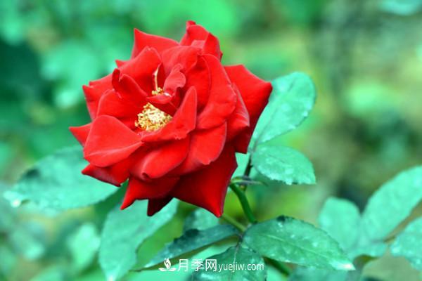 月季上的蚜蟲真煩人，有效治療辦法是什么(圖2)