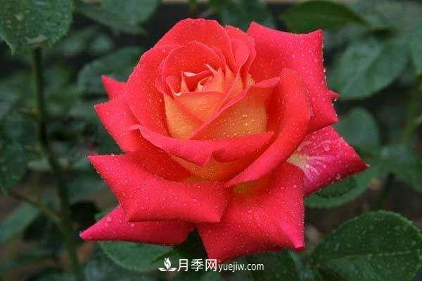 大花月季品種介紹？大花月季品種推薦(圖3)