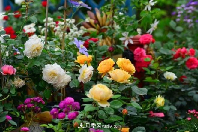 大花月季品種介紹？大花月季品種推薦(圖2)