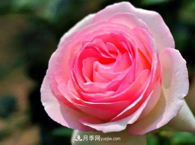 大花月季品種介紹？大花月季品種推薦(圖1)