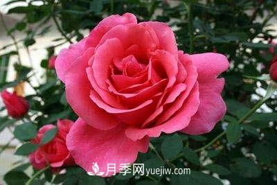 大花月季品種介紹？大花月季品種推薦(圖4)