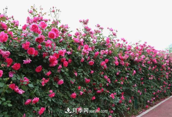 湖北武漢月季供應批發(fā)基地的價格(圖1)