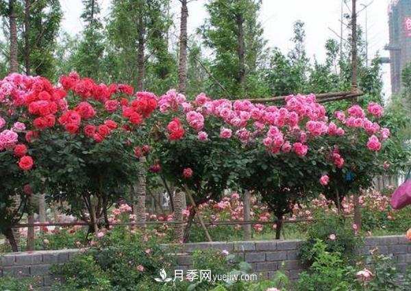 湖北武漢月季供應批發(fā)基地的價格(圖2)