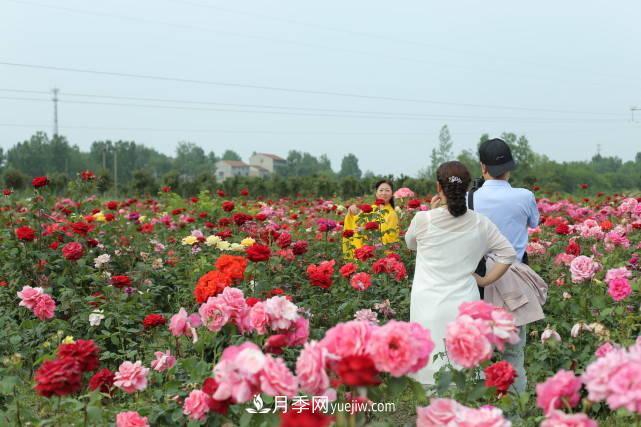襄陽張建：志做湖北月季花卉領軍人(圖2)