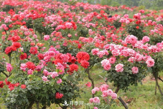 襄陽張建：志做湖北月季花卉領軍人(圖3)