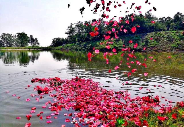 襄陽張建：志做湖北月季花卉領軍人(圖4)