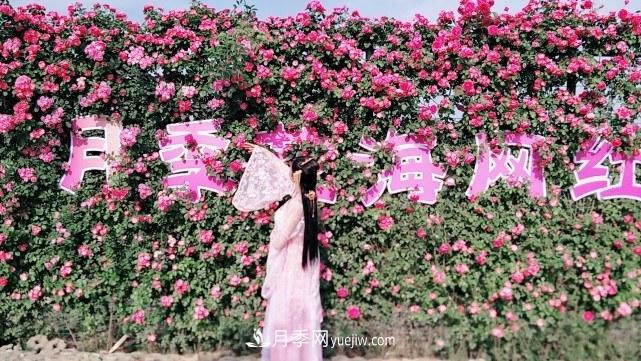 襄陽張建：志做湖北月季花卉領軍人(圖5)