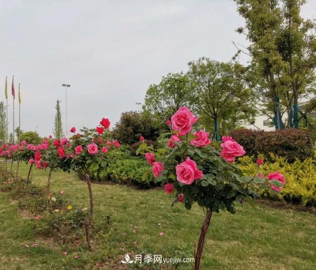 襄陽張建：志做湖北月季花卉領軍人(圖6)