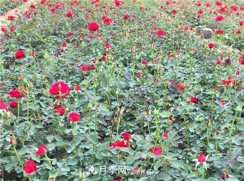 湖北宜昌:年輕夫妻創(chuàng)辦月季種植園，累并快樂著！(圖1)